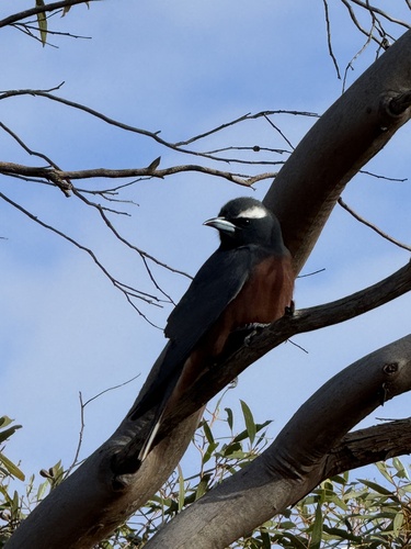 White-browed Woodswallow