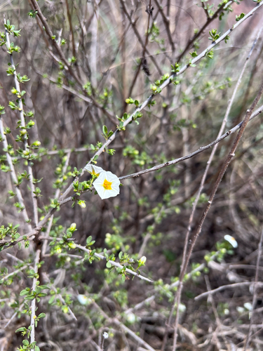 Lycianthes lycioides, photograph 5