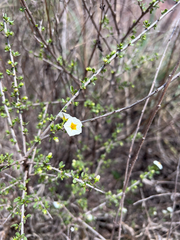 Lycianthes lycioides, photograph (c) André Ambrozio, some rights reserved (CC BY)