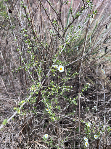 Lycianthes lycioides, photograph 6
