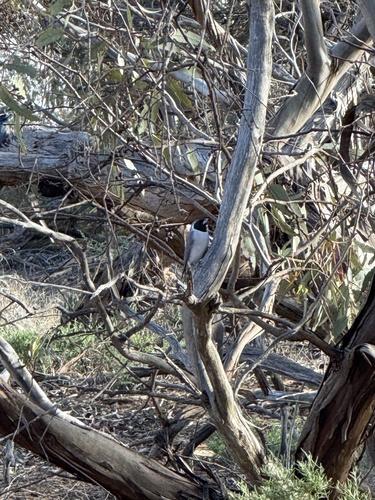 Masked Woodswallow