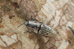 Chalcolepidius erythroloma