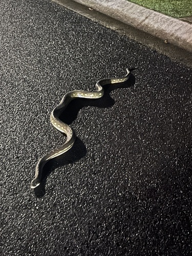 Coastal Carpet Python sighting