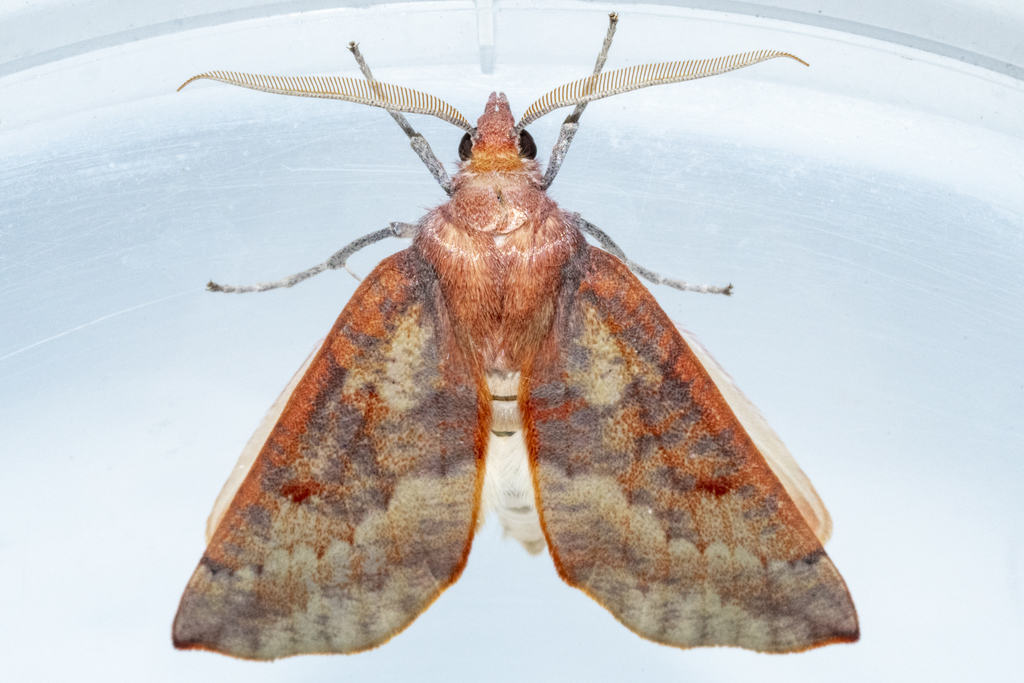 Panhyperochia