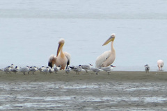 Pelecanus onocrotalus