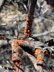 Ceroplastes irregularis