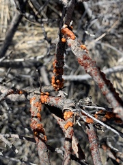 Ceroplastes irregularis