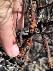 Ceroplastes irregularis