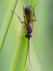 Polyblastus cothurnatus