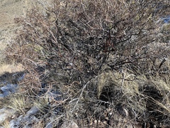 Ceroplastes irregularis
