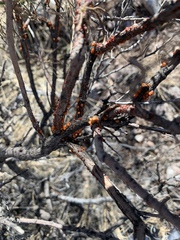Ceroplastes irregularis