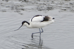 Recurvirostra avosetta