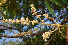 Vitex altissima