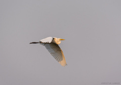 Ardea alba
