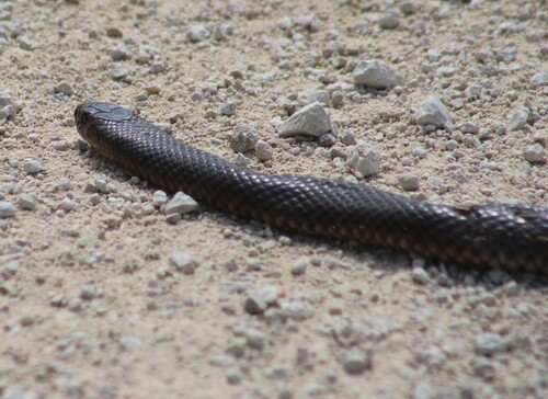 Eastern Brown Snake sighting