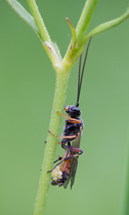 Polyblastus varitarsus