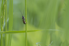 Polyblastus varitarsus