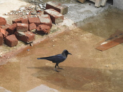 Corvus splendens