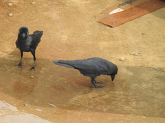 Corvus splendens