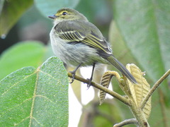 Zimmerius chrysops