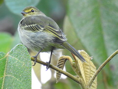 Zimmerius chrysops