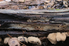 Ionomidotis irregularis