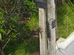 Funambulus palmarum