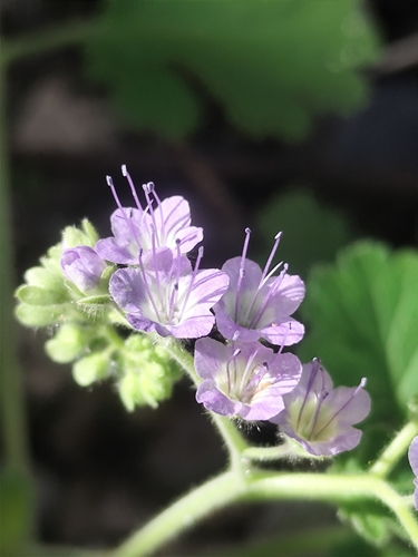 Phacelia scariosa (Phacelia scariosa)