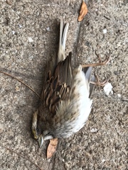 Zonotrichia albicollis