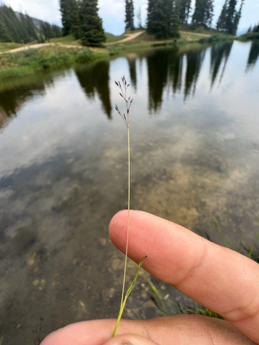 Podagrostis humilis observed 2025-07-16