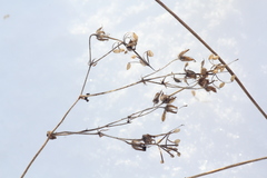 Geranium pseudosibiricum