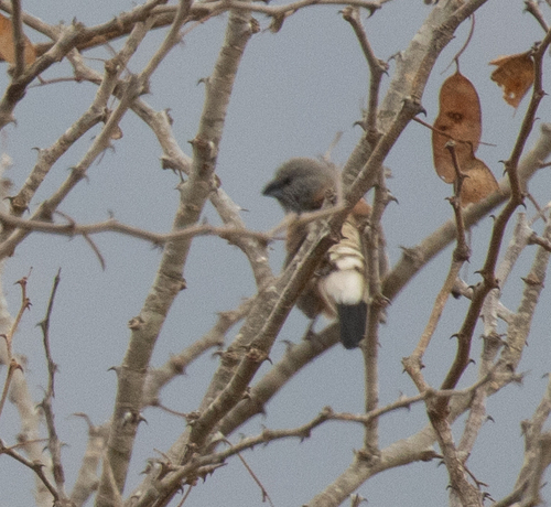 Grey-headed Silverbill (Spermestes griseicapilla), photo 6