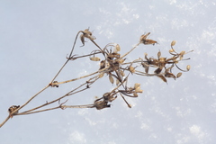 Geranium pseudosibiricum