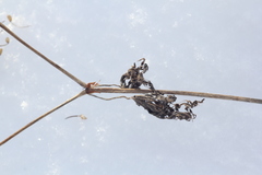 Geranium pseudosibiricum