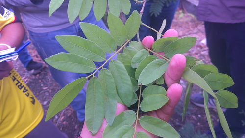 Gold medallion tree (Cassia leptophylla)
