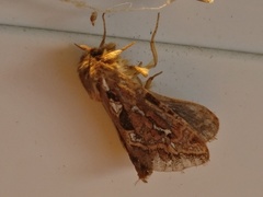 Korscheltellus fusconebulosa