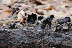 Ionomidotis irregularis