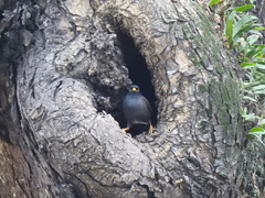 Acridotheres tristis