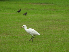 Bubulcus ibis