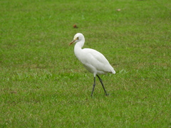 Bubulcus ibis
