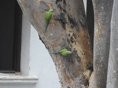 Psittacula krameri