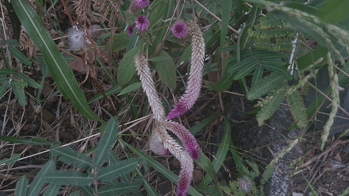 Flamingo Feather Flower (Celosia spicata)