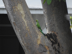 Psittacula krameri