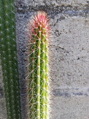 Nyctocereus serpentinus