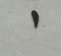 Lepisma