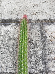 Nyctocereus serpentinus