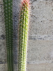 Nyctocereus serpentinus