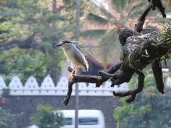 Nycticorax nycticorax