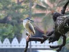 Nycticorax nycticorax