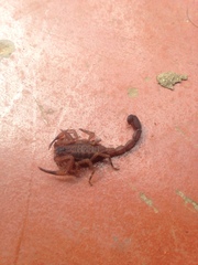Tityus antioquensis